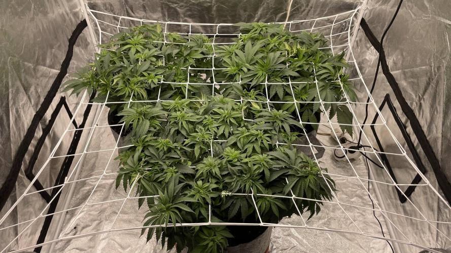 Sundae Driver. Week 6