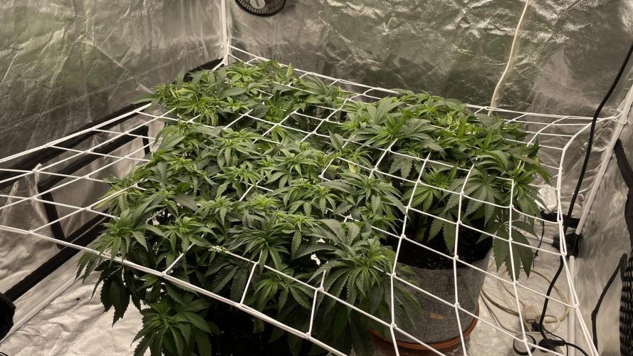 Sundae Driver. Week 6