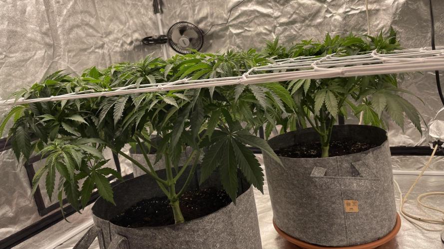Sundae Driver. Week 6