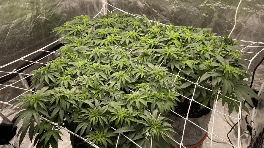 Sundae Driver. Week 7