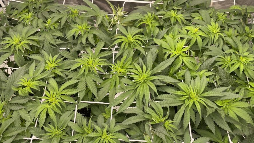 Sundae Driver. Week 7