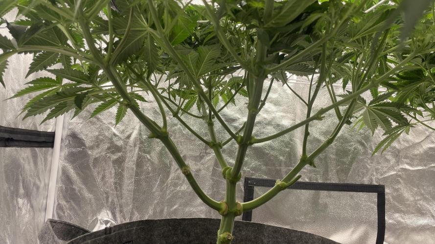 Sundae Driver. Week 7