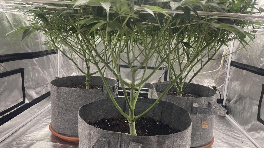 Sundae Driver. Week 8