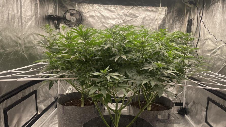 Sundae Driver. Week 8
