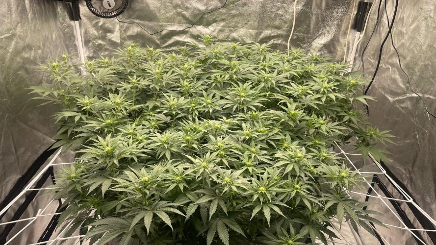 Sundae Driver. Week 8