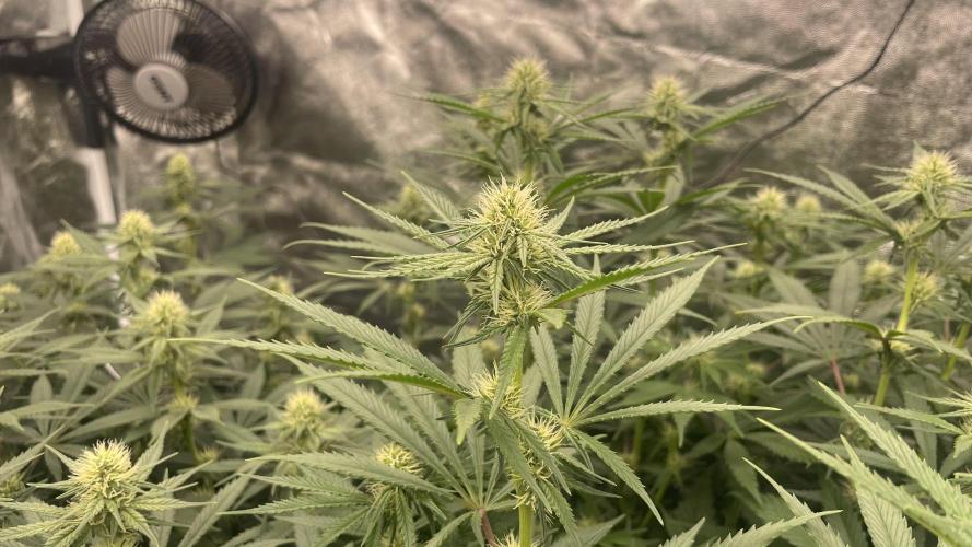 Sundae Driver. Week 9