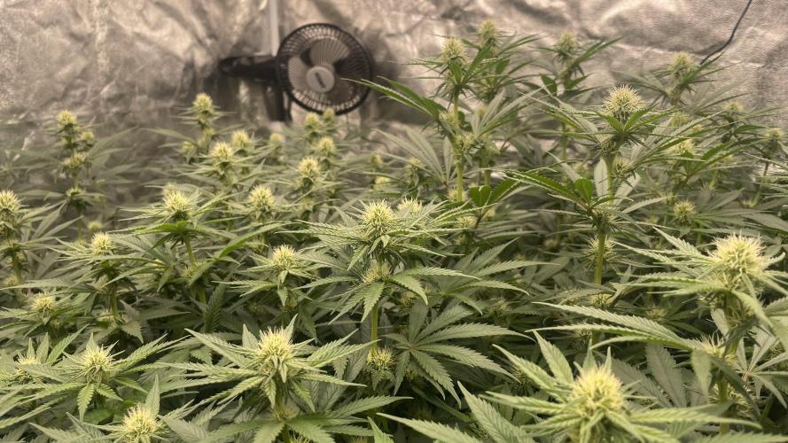 Sundae Driver. Week 9