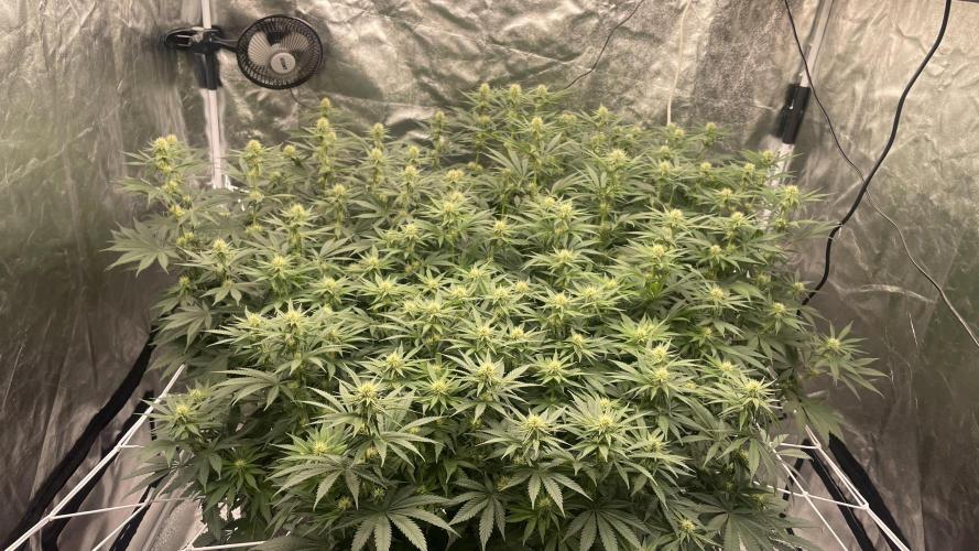Sundae Driver. Week 9