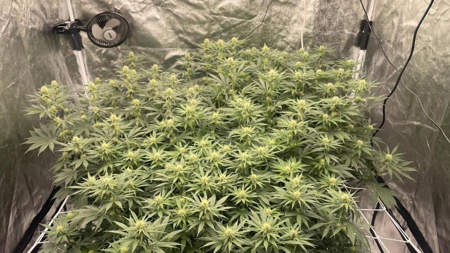 Sundae Driver. Week 9