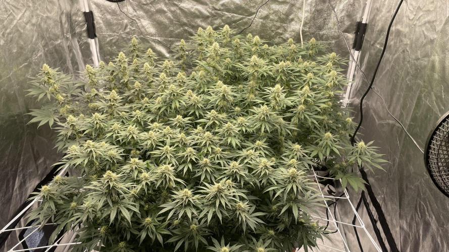 Sundae Driver. Week 10