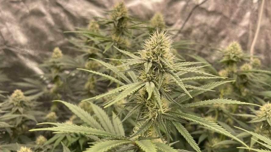 Sundae Driver. Week 10