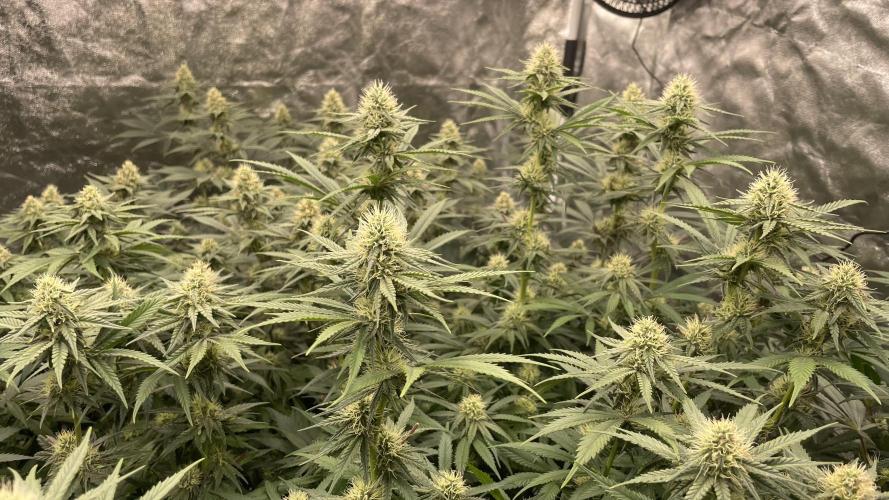 Sundae Driver. Week 10