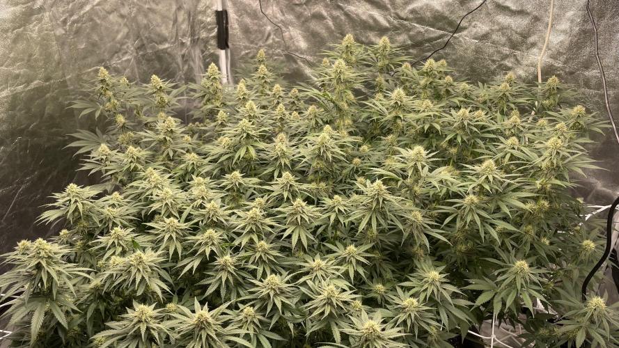 Sundae Driver. Week 10