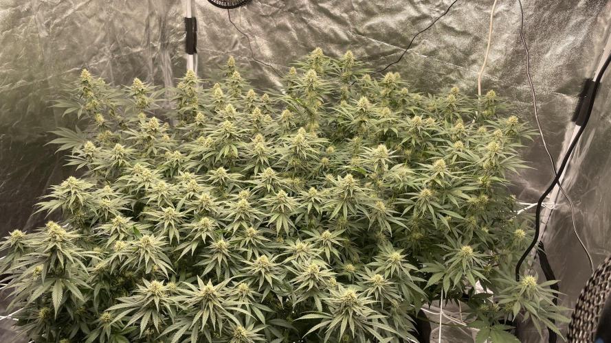 Sundae Driver. Week 10