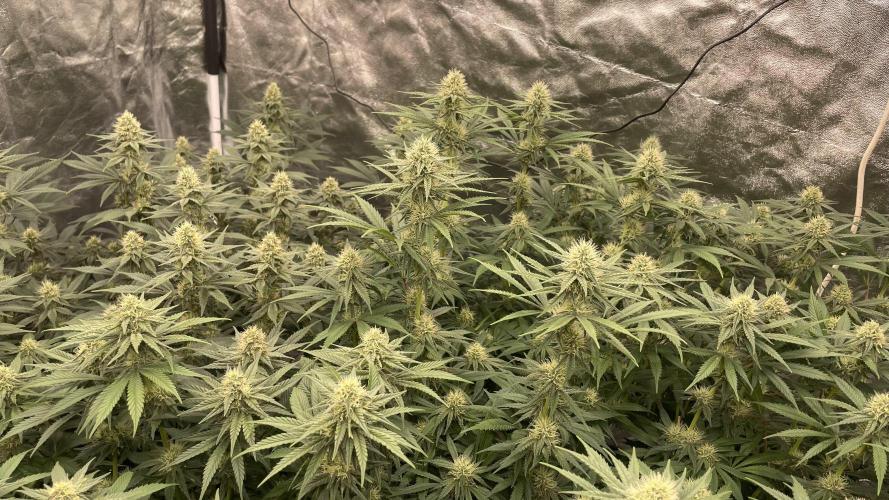 Sundae Driver. Week 10