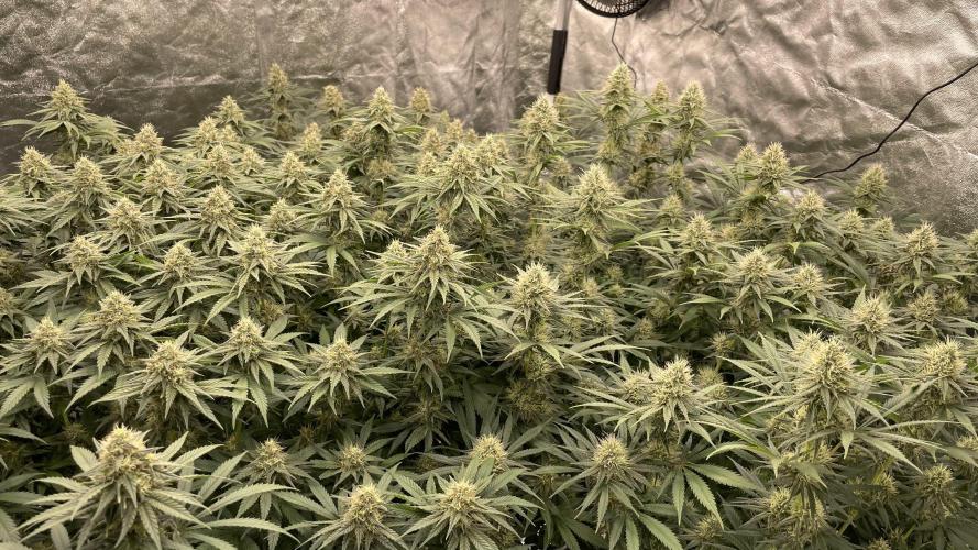 Sundae Driver. Week 11