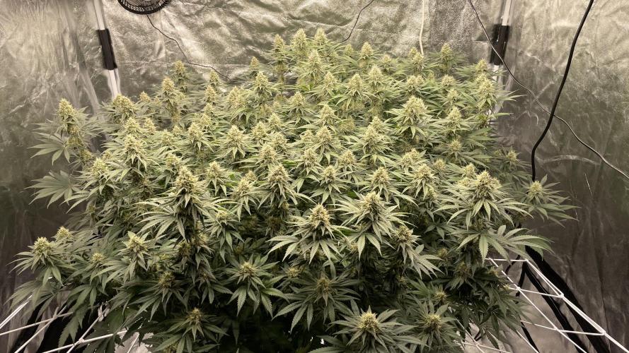 Sundae Driver. Week 11