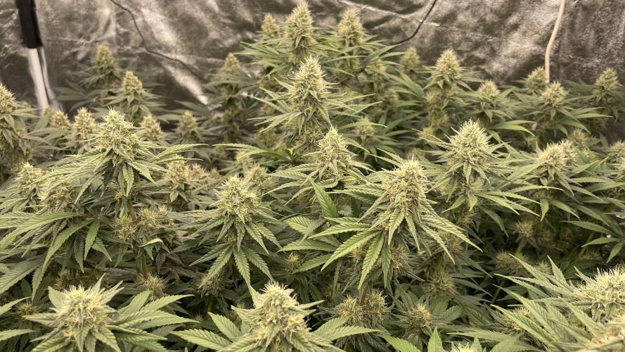 Sundae Driver. Week 11