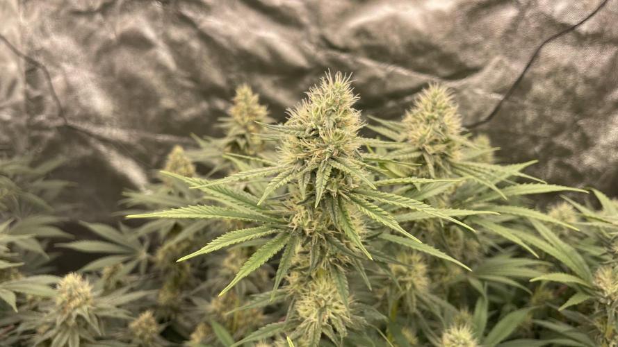 Sundae Driver. Week 11