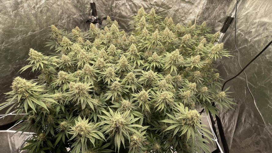 Sundae Driver. Week 12