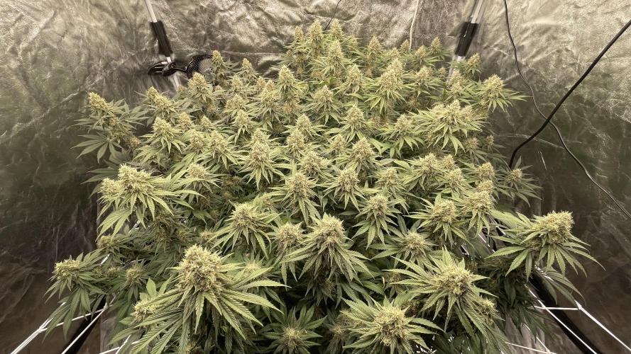 Sundae Driver. Week 12