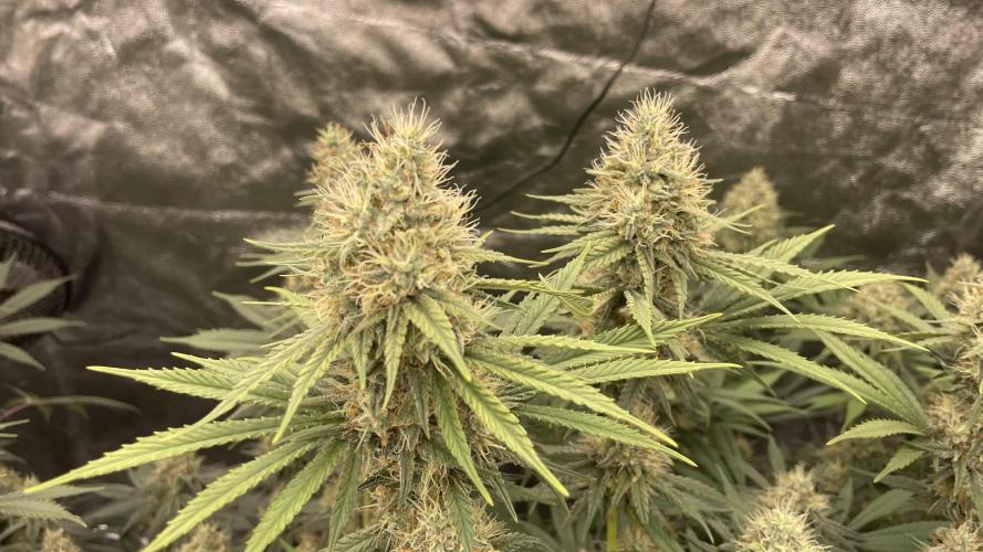 Sundae Driver. Week 12