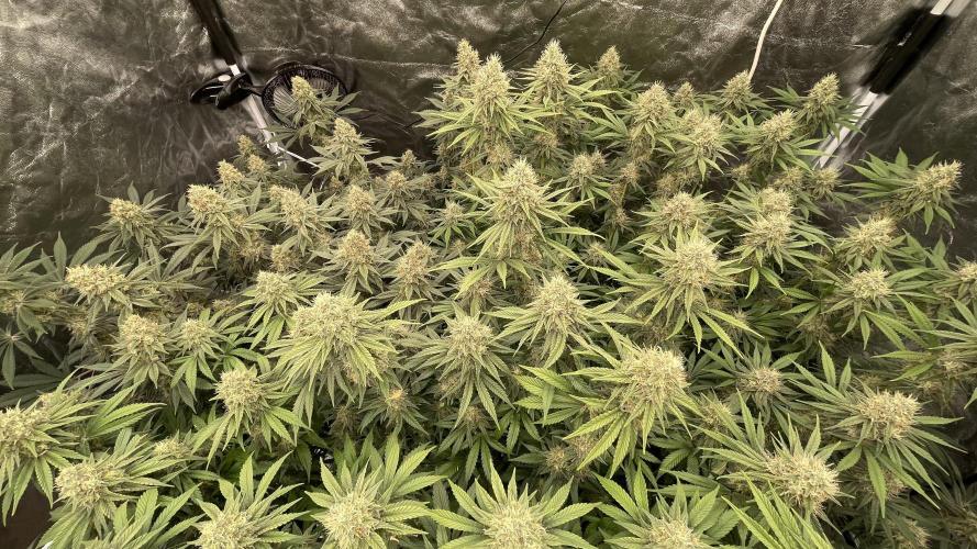 Sundae Driver. Week 12