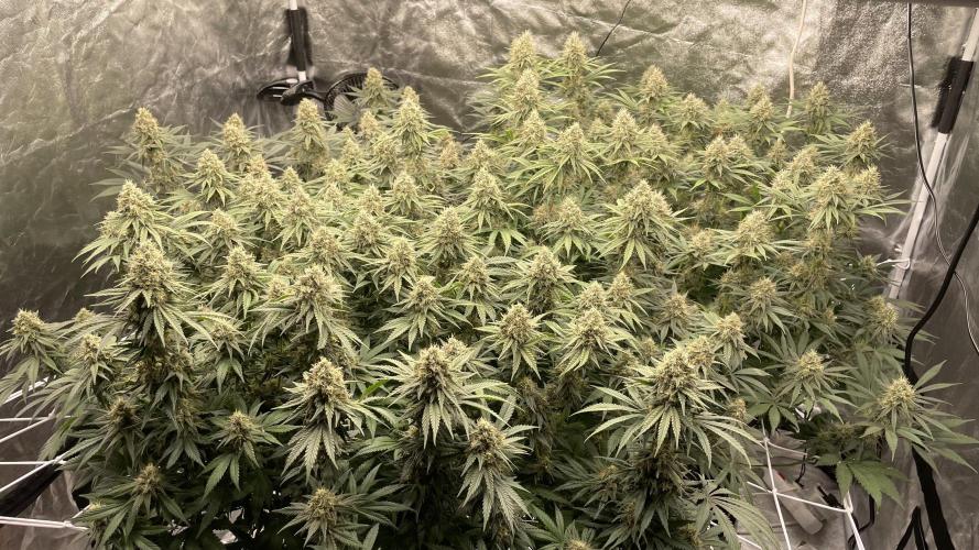 Sundae Driver. Week 12