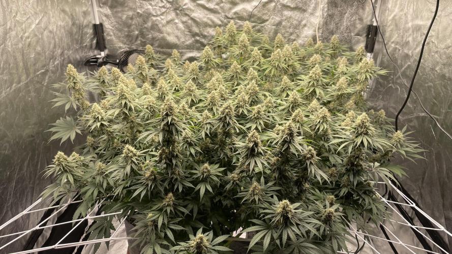 Sundae Driver. Week 12