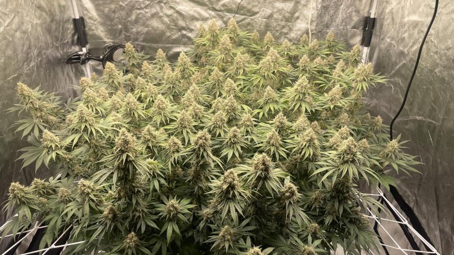 Sundae Driver. Week 13