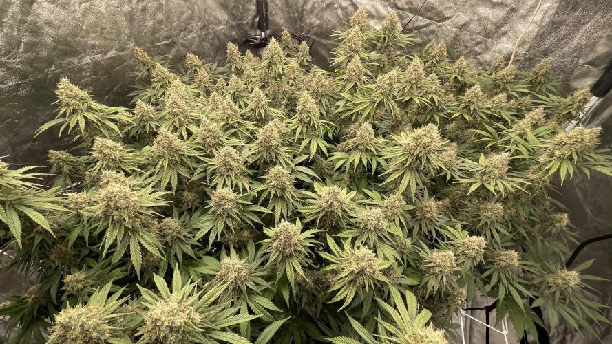 Sundae Driver. Week 13