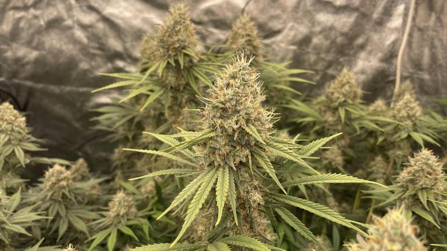 Sundae Driver. Week 13