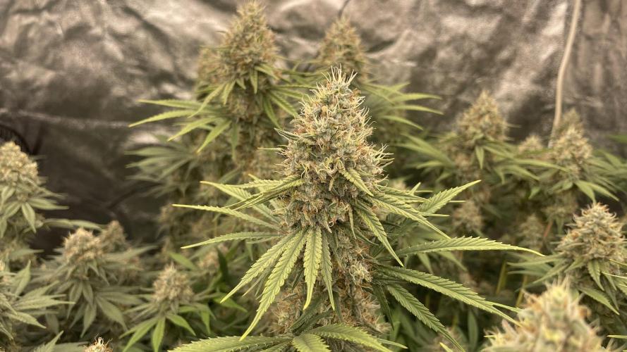 Sundae Driver. Week 13