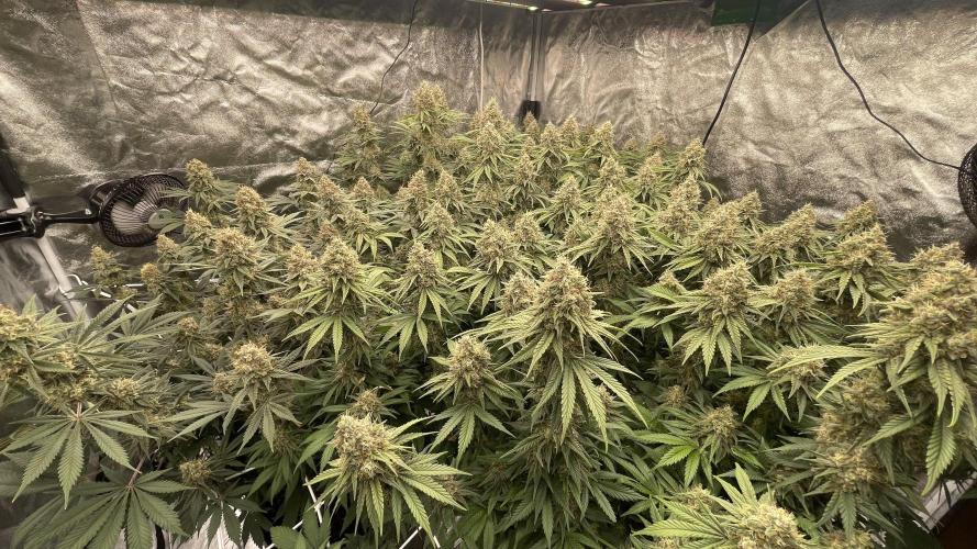 Probox Master 150. Week 13