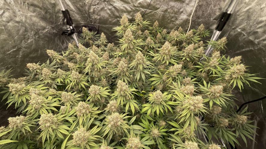 Sundae Driver. Week 14