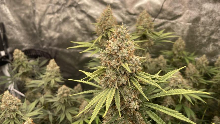 Sundae Driver. Week 14