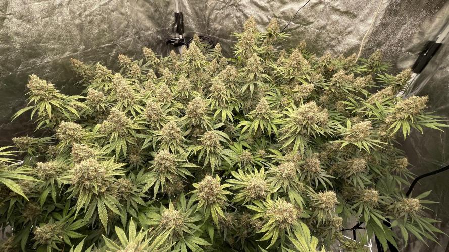 Probox Master 150. Week 14