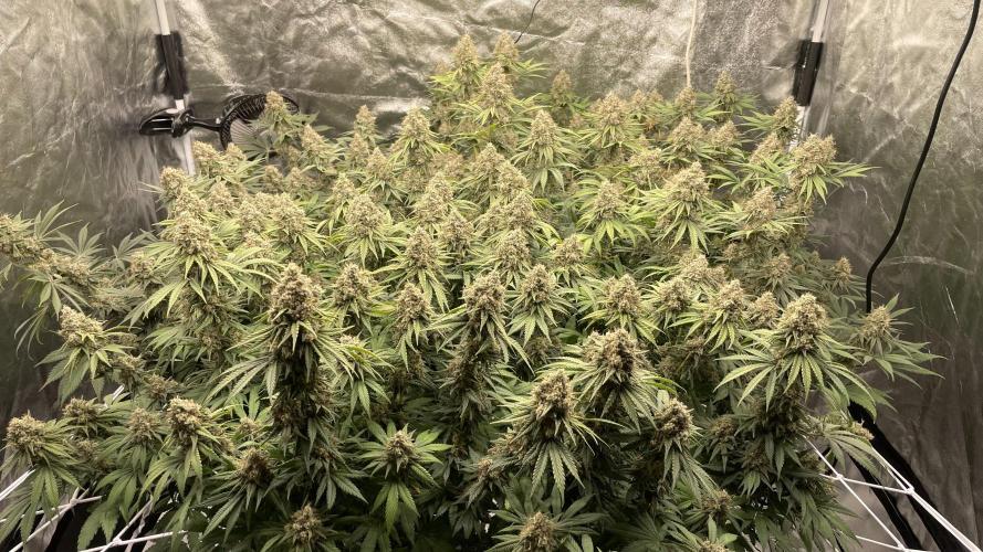 Sundae Driver. Week 14