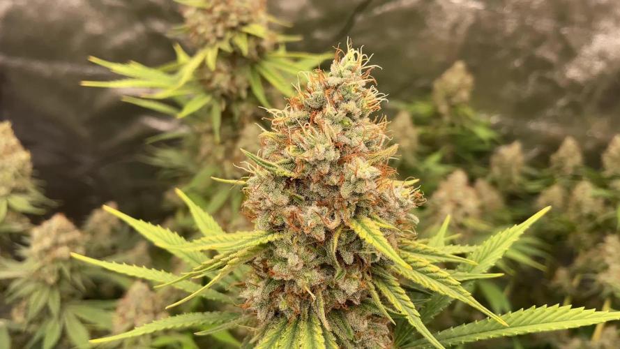 Sundae Driver