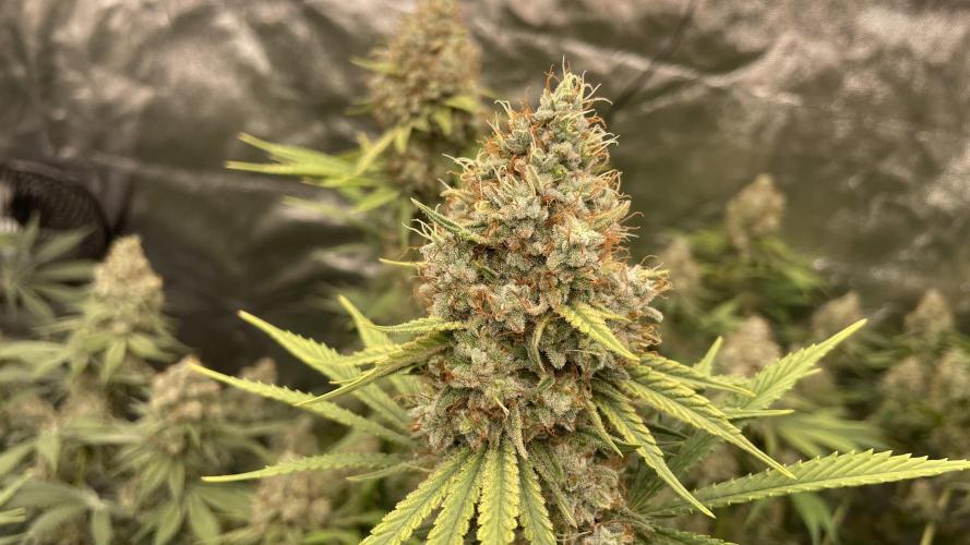 Sundae Driver. Week 15