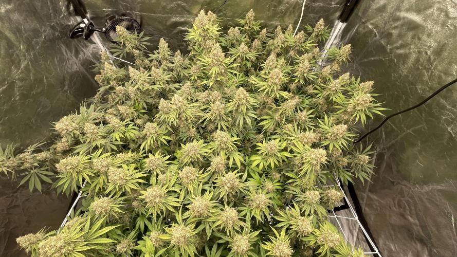 Sundae Driver. Week 15