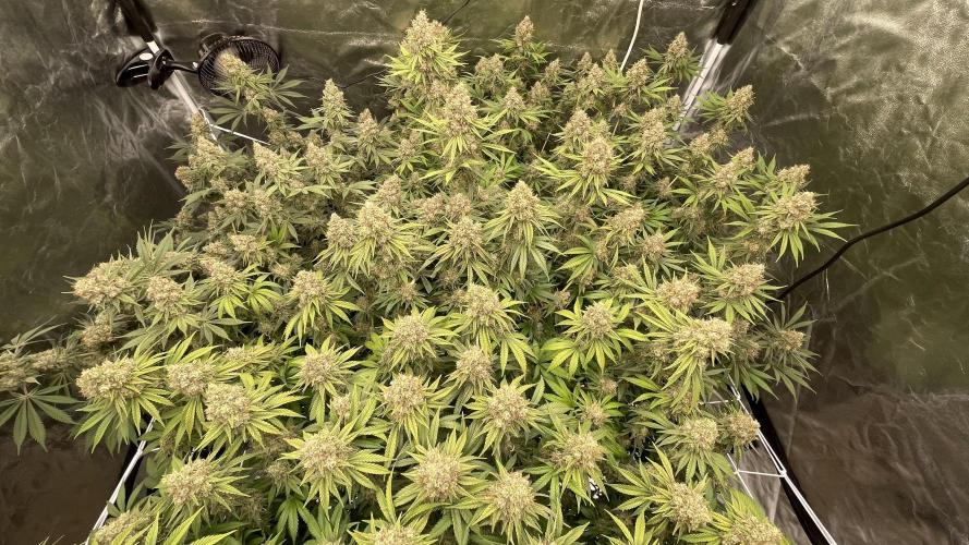 Sundae Driver. Week 15