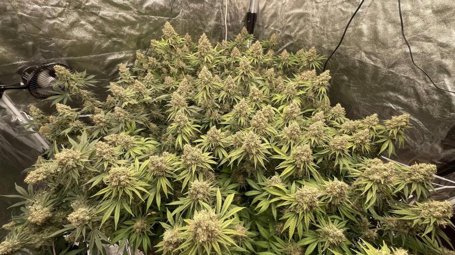 Sundae Driver. Week 15