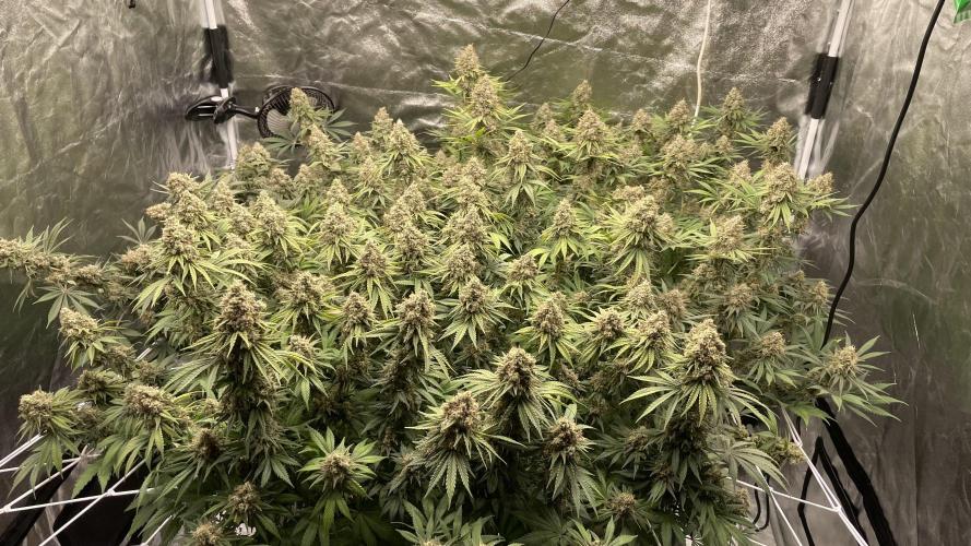 Sundae Driver. Week 15