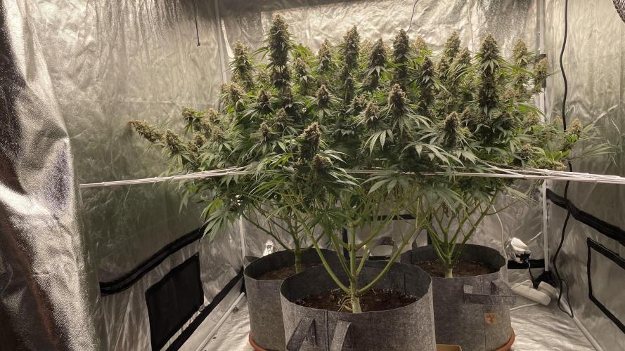 Sundae Driver. Week 15