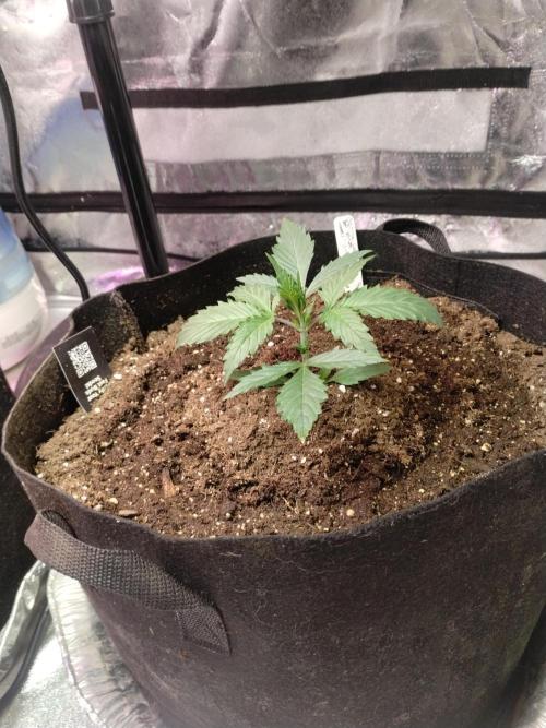 gorilla cookies. Week 2 - 11-19