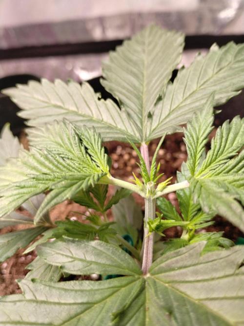 gorilla cookies. Week 2 - Itopped  11-20-25