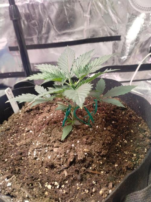 gorilla cookies. Week 2 - 11-20