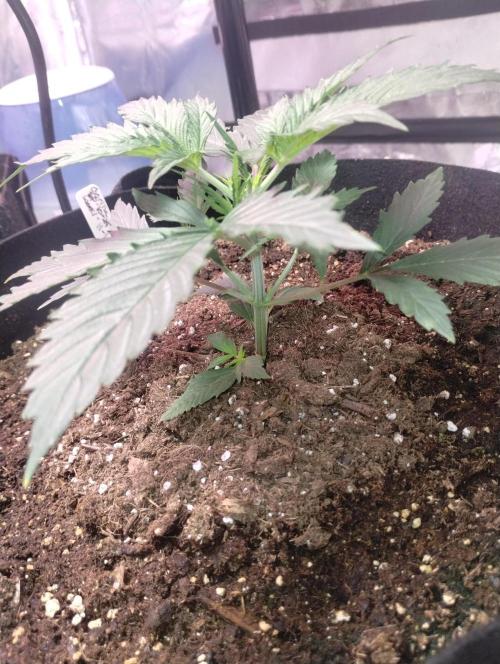 gorilla cookies. Week 2 - 11-21-25