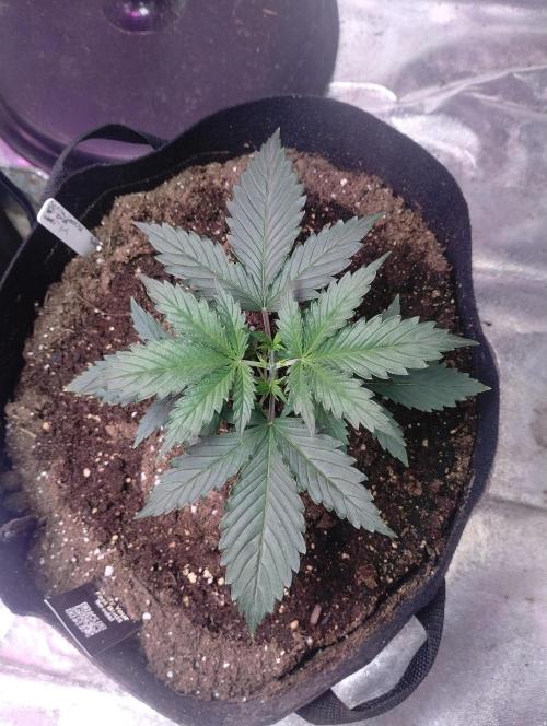 gorilla cookies. Week 2 - 11-21-25